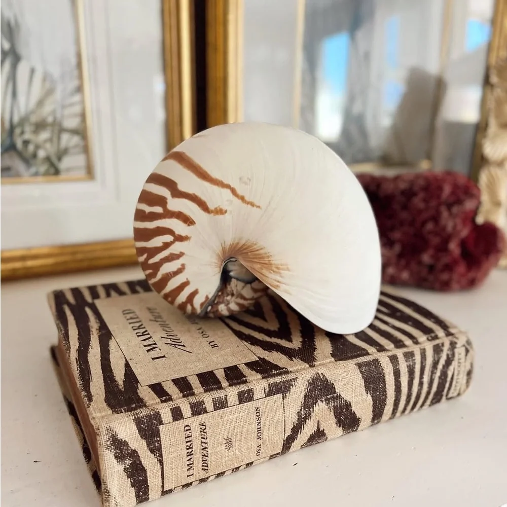 Decorative Nautilus Shell - Picture 3 of 3